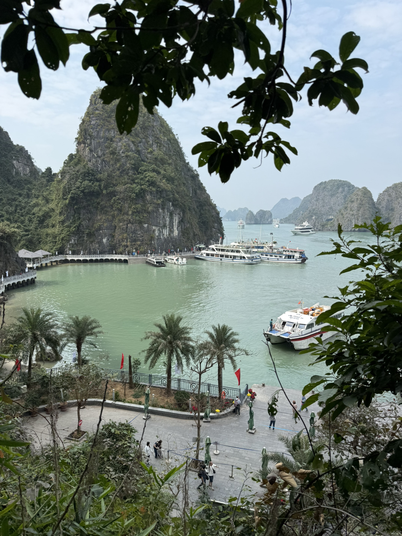 ล่องเรือชมโลมาในอ่าวฮาลอง – เที่ยวชมเกาะต่างๆ ทานบุฟเฟ่ต์ และสัมผัสบรรยากาศเรือไม้ไผ่ 🚤🌴