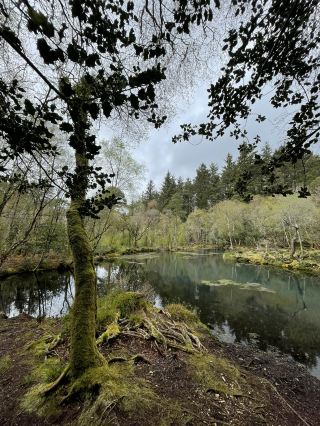 Blue Pool Nature Trail: a hidden gem in the woodlands of Killarney National Park