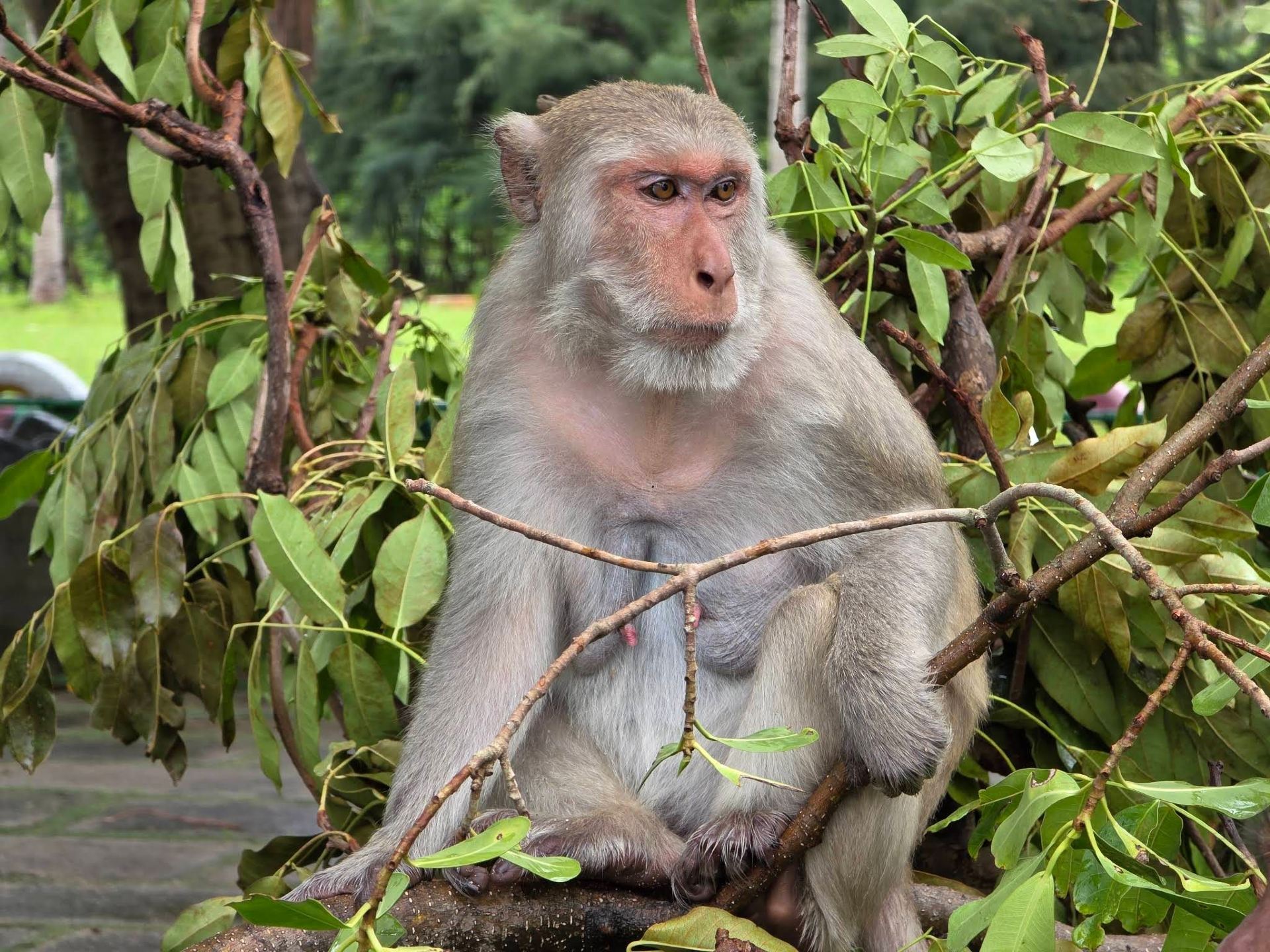 Остров Обезьян в Нячанге 🐒 