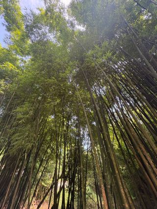 作為成都人氣景點之一,成都大熊貓繁育研究基地絕對係遊客到訪成都時唔可以錯過的地標級地方。呢度既環境大,設施完善,無論家庭出遊定係朋友同遊都好適合。熊貓BB同各種大熊貓係基地內自由玩樂,非常治癒,絕對係令人驚喜嘅體驗!🐼

推薦理由:
景區面積大,熊貓多元,無論係養成期間睇熊貓BB或欣賞成年大熊貓都非常難忘。服務與管理水平高,導覽同設施亦十分完善,仲有熊貓博物館提供好多豐富教育資訊,特別值得親子家庭前來。

遊玩貼士:
建議大家一定要早上到場,因為十二點前後熊貓多會休息,早上時間最活潑可愛。景區範圍大,而且座落山內,建議考慮搭區內遊覽車前往唔同館區,方便又慳力,尤其夏天非常熱。部份館區之間有斜路,上落比較多,請自備飲用水兼著輕便鞋。竹林間景色好靚,推薦影相記錄美好時刻📸。

特別體驗:
竹林小道影相絕對值得一試,不論係氛圍定構圖都一流。而且每個館區距離較遠,慢慢行又可以賞景又運動。

總評,呢度不止有熊貓睇,仲能學到好多熊貓保育知識,非常推薦俾朋友同家人一齊黎感受成都獨有的魅力!

#tripbest  #tripbest _reviewer