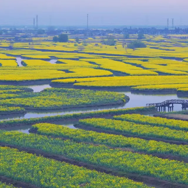 打卡江蘇千垛油菜花景區