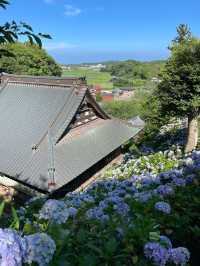 東京周邊超小眾紫陽花景點