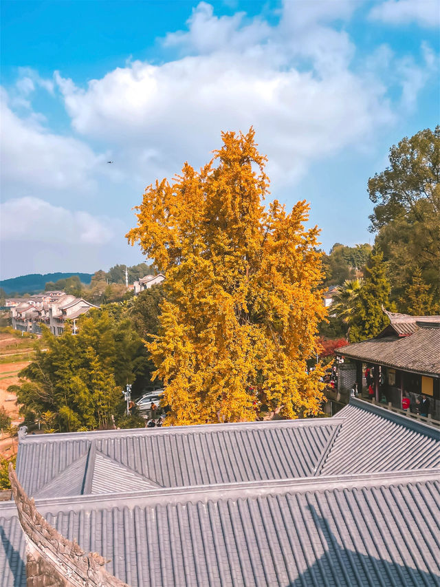 天心寺的銀杏，仿佛把整個秋天都攬入了眼簾