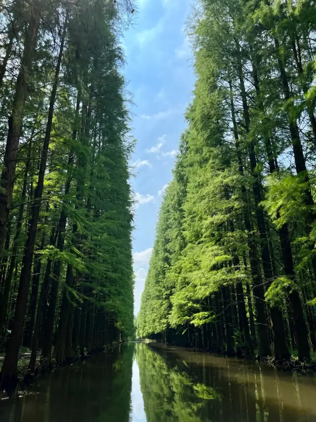 這可能是江蘇最美的水上森林了|洪澤湖濕地