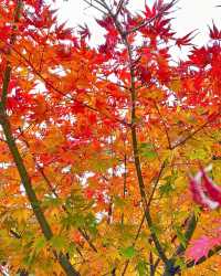 Exploring Hakone in One Day