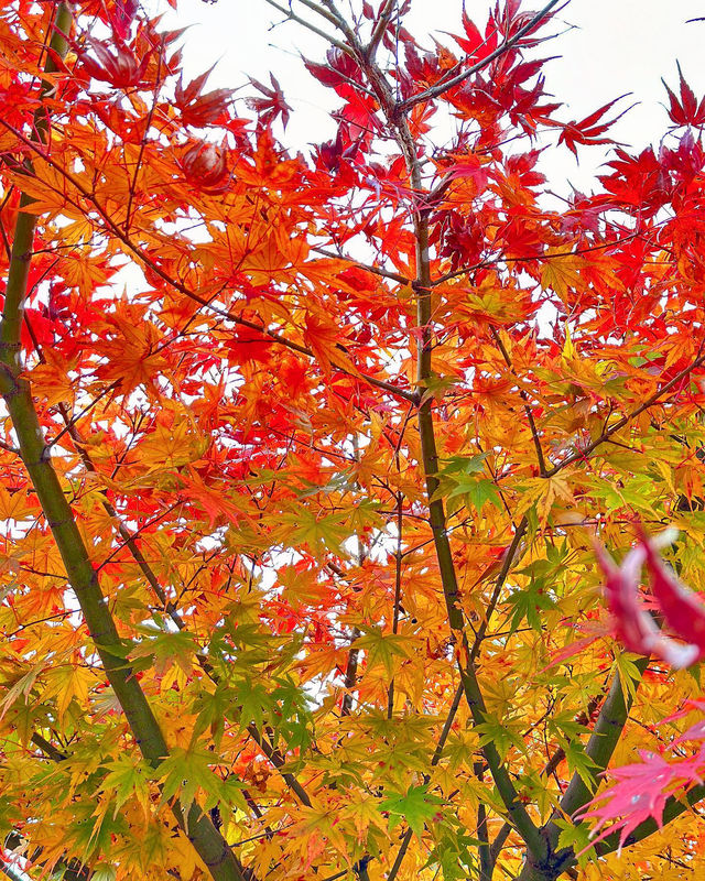 Exploring Hakone in One Day
