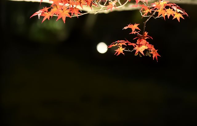 住嵐山的福利必須夜遊寶嚴院