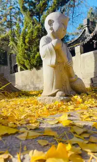 在揚州賞銀杏，又怎麼能錯過千年古剎大明寺