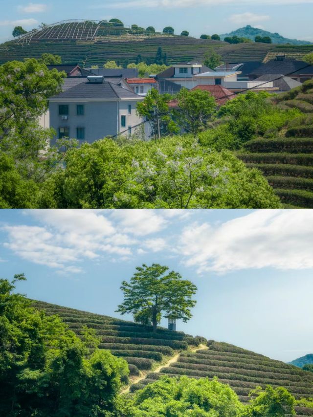 龍塢茶村/天然茶園氧吧