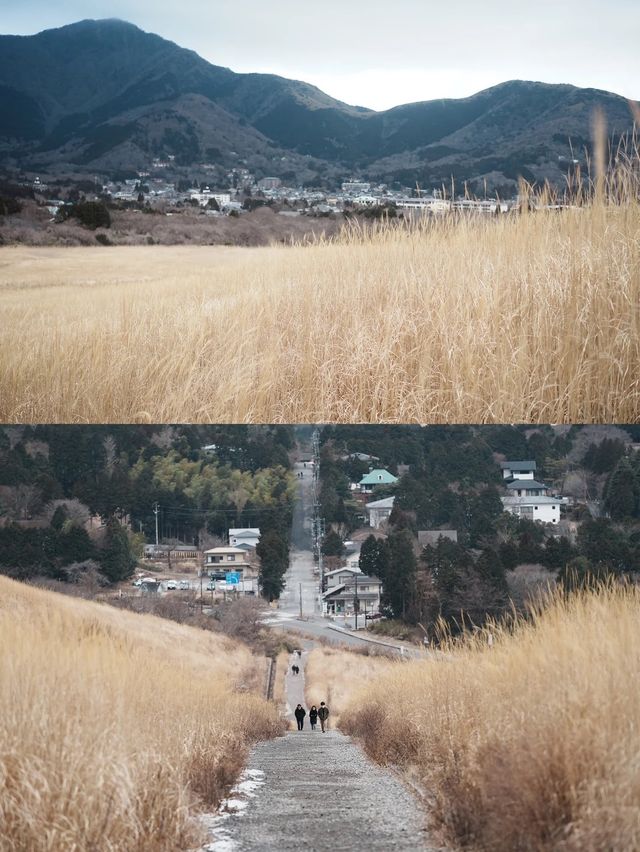 箱根我先衝咗🌟仙石原嘅蘆葦