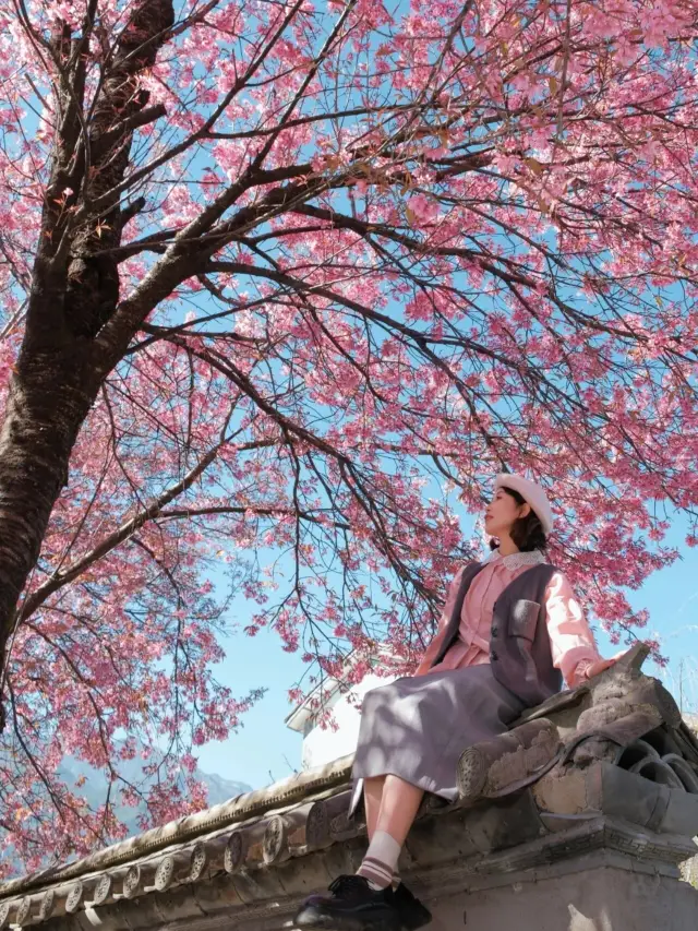 Kunming Winter Cherry Blossom Viewing Guide