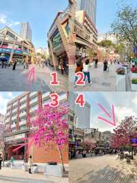 在北京路！附路線圖！巷子裡的紫花風鈴木！