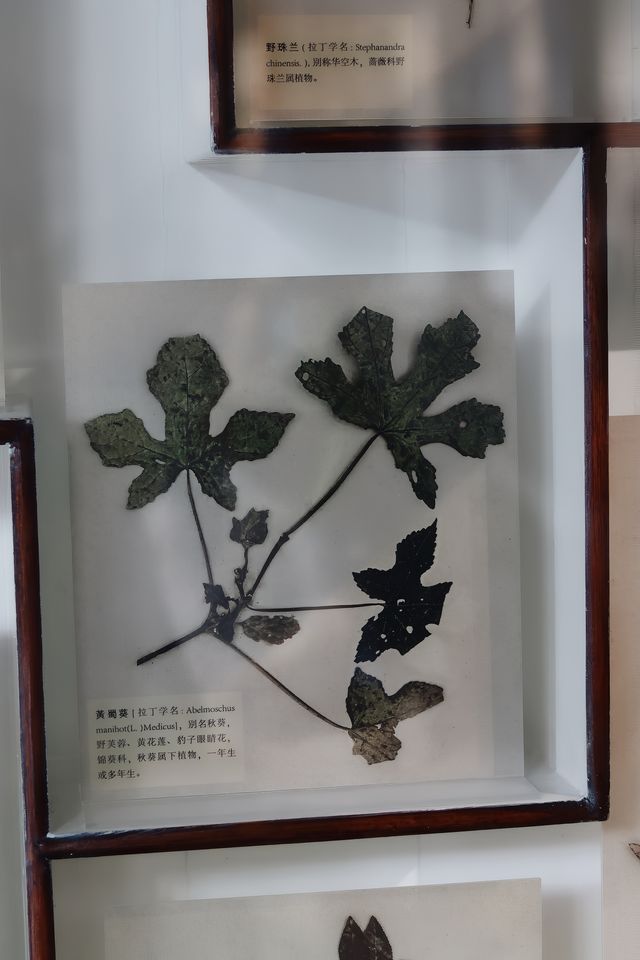 紹興魯迅故里｜從百草園到三味書屋