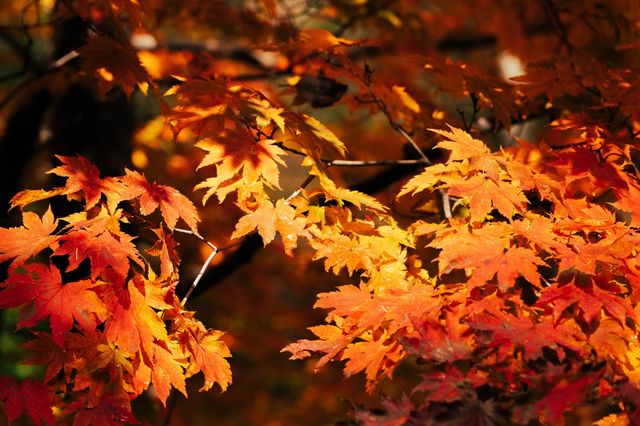 秋天的約定：和最好的朋友一起賞楓，體驗本溪老邊溝的自然魅力！