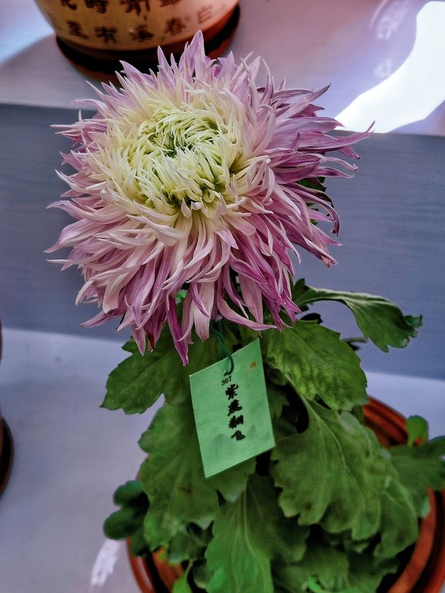 陶然亭公園菊花展