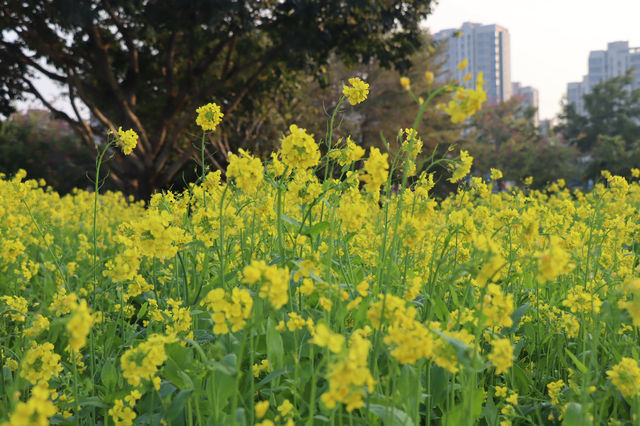 城市裡的金色油菜花海（二）