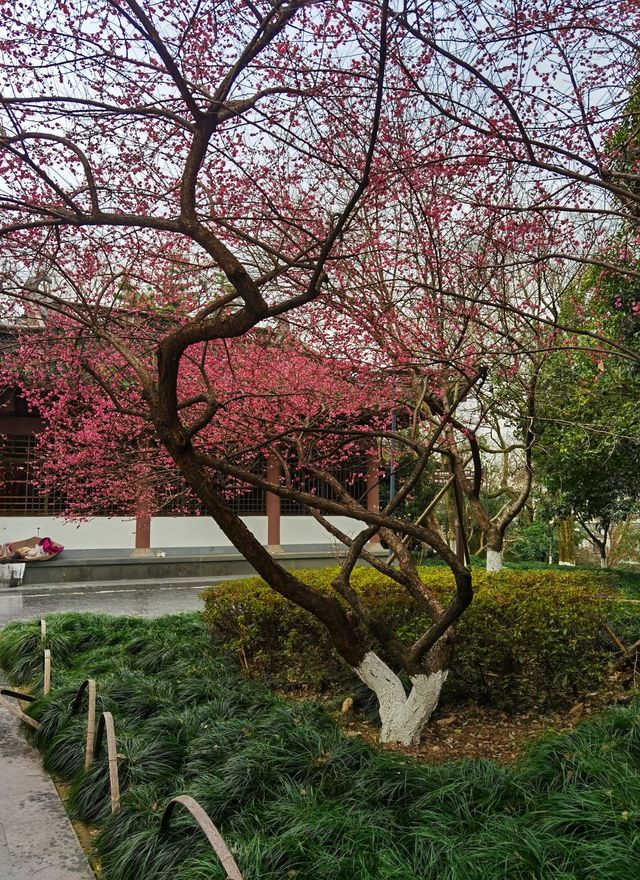 浙江衢州-府山公園