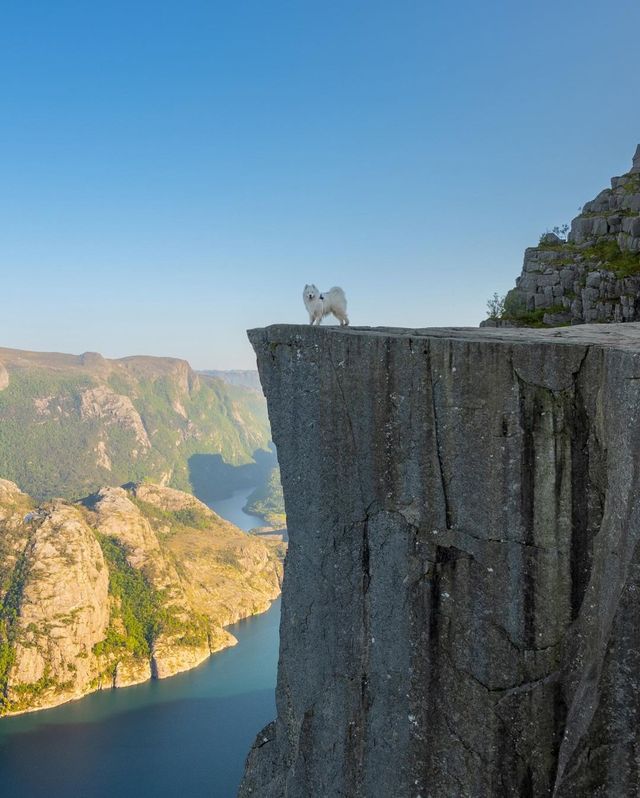 Let the majestic mountains of Norway take your breath away and enjoy the pawfect view with our lovely samoyed puppy.