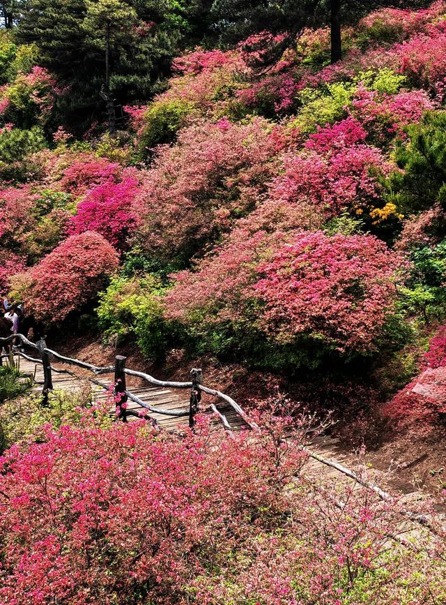 人間四月天，被這座杜鵑山承包了