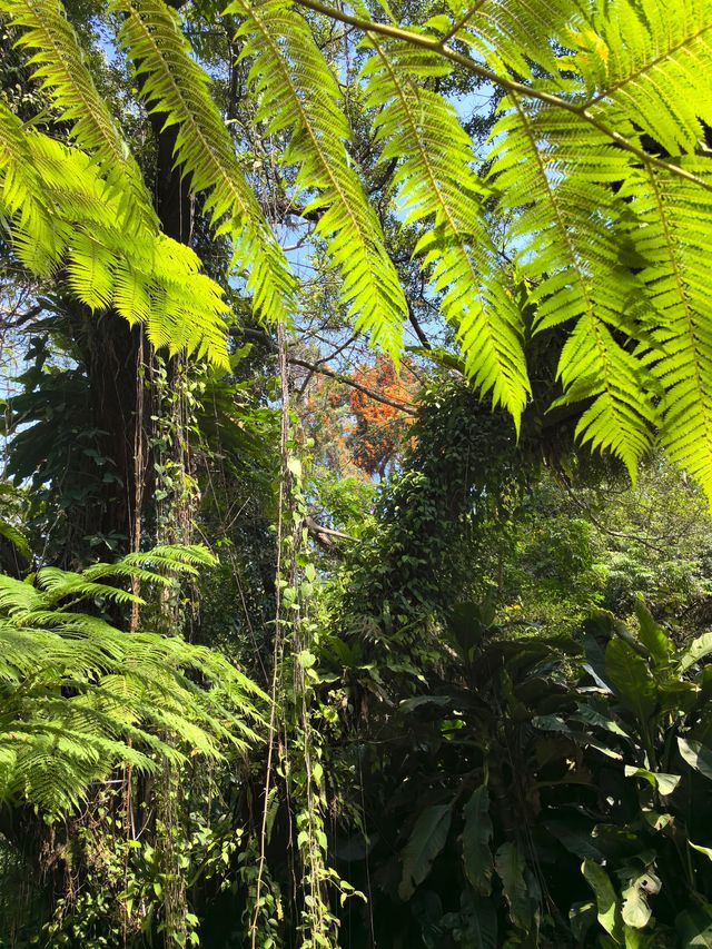 廈門植物園，值得去一次的植物園