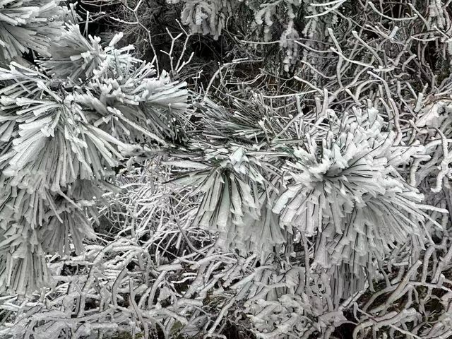 衡山大雪｜來賞霧凇冰雪森林