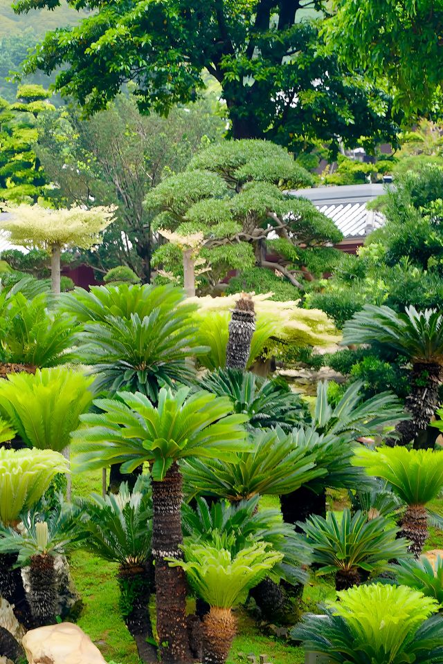 香港賞花好去處,蓮池的蓮花正當時! 香港賞花好去處,蓮池的蓮花正當時!