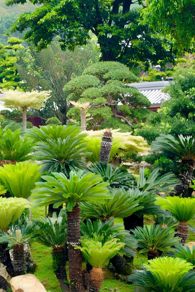 香港賞花好去處，蓮池的蓮花正當時！