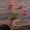 Turner-~Abigail-13