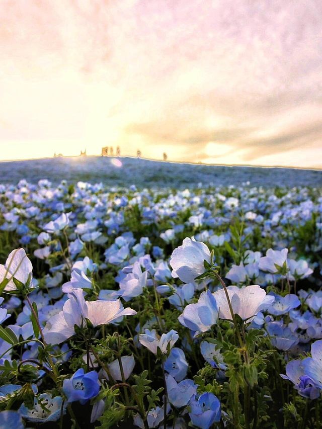 4月中旬～下旬｜茨城縣海濱公園藍色花海來啦