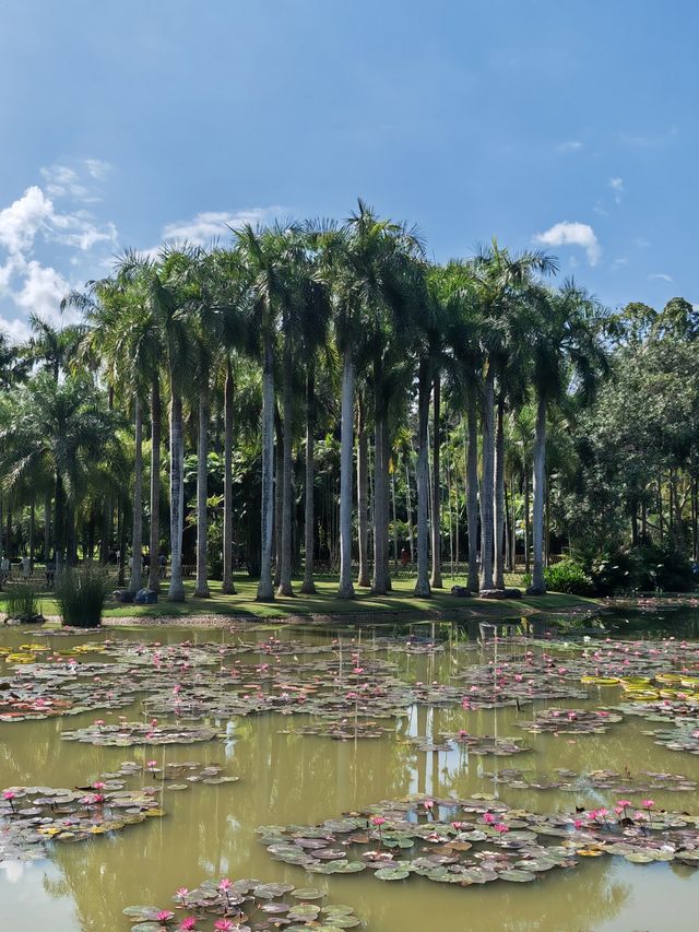 阿佤山探秘27：中科院植物園