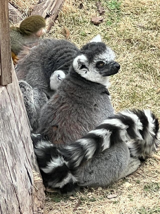 濟南一日遊好去處｜動物園裡有什麼