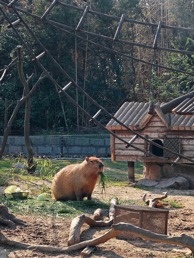 上海野生動物園一日遊