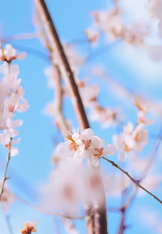 A ten-mile spring breeze is not as good as a glimpse of the peach blossoms in the Hunhe Evening Ferry Park