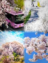 遼寧•大連｜春日賞花地圖攻略
