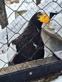 旭川旭山動物園之行