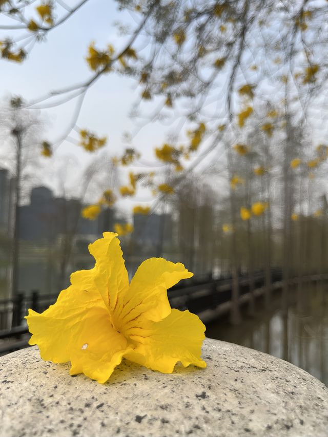 城市公園｜用奶酪般的黃花風鈴木迎接這個春天吧