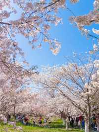 最美櫻花季