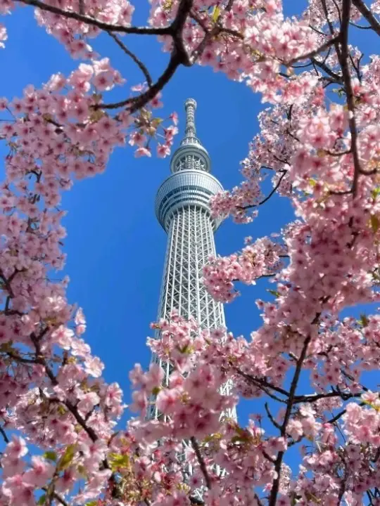 Stunning Exquisite Sky Tree Tokyo🇯🇵♥️😍