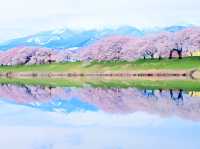 Thousand Sakura Flower Garden