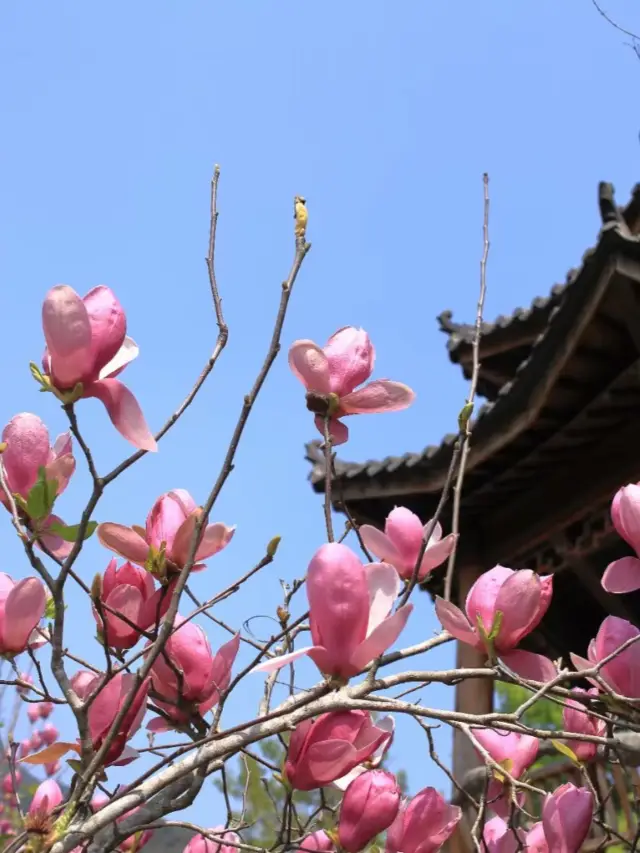 天竺山之春花烂漫