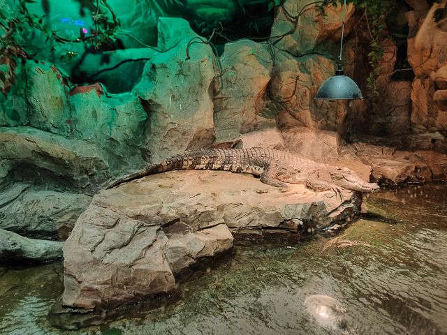 主城周末溜娃好去處｜綠色星球動物園