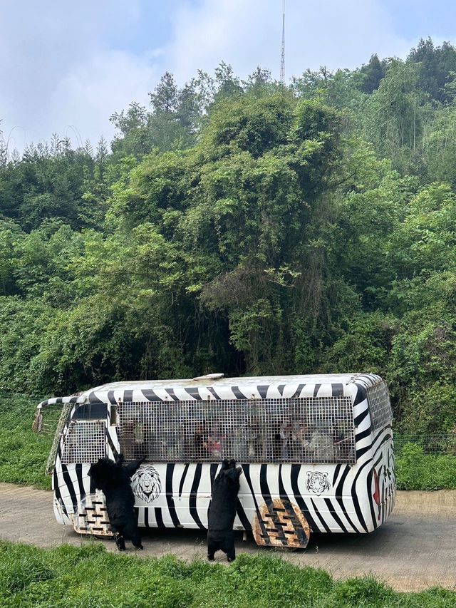 五一好去處！！貴州森林野生動物園