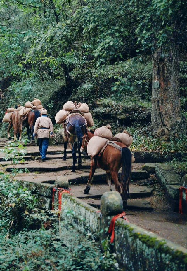 來高廟鋪徒步蜀道，體驗蜀道難