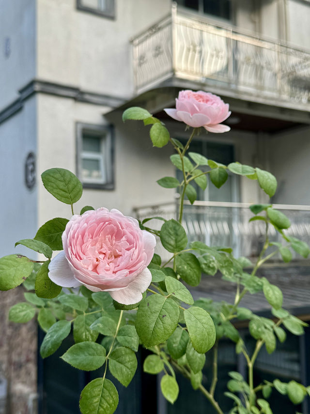 座落於什邡蓥華山｜避暑勝地歡迎你