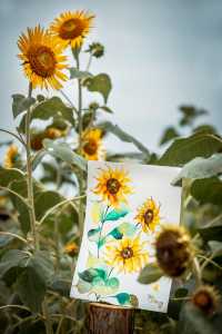 蘇州賞花圖鑑丨仲夏限定的向日葵