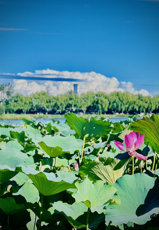 漫步西海濕地公園感受北京的秋水長天 漫步西海濕地公園感受北京的秋水長天