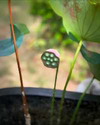 濱江半島|江邊花園咖啡室🪷。