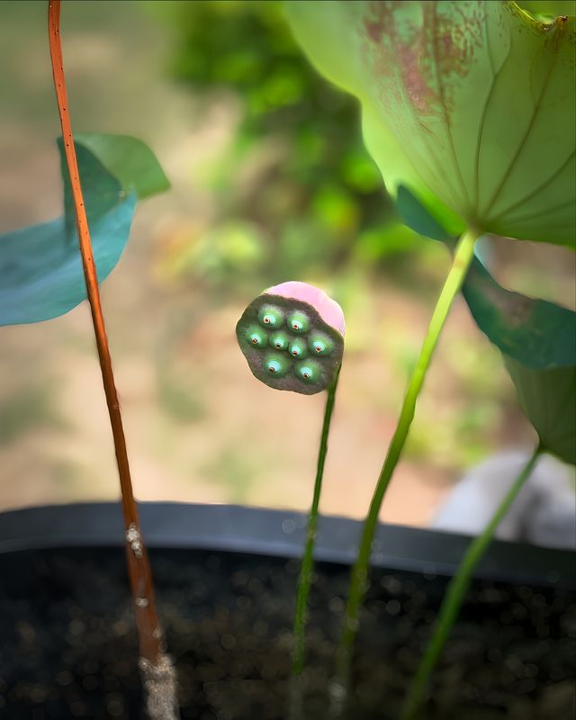 濱江半島|江邊花園咖啡室🪷。
