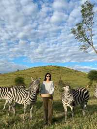 My favorite giraffe - Tanzania Safari❤️