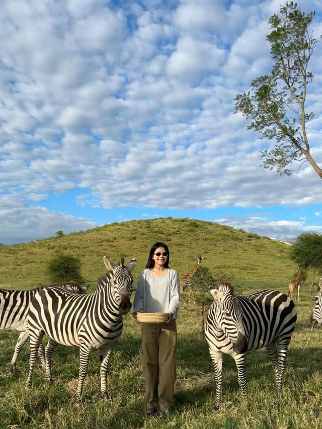 My favorite giraffe - Tanzania Safari❤️